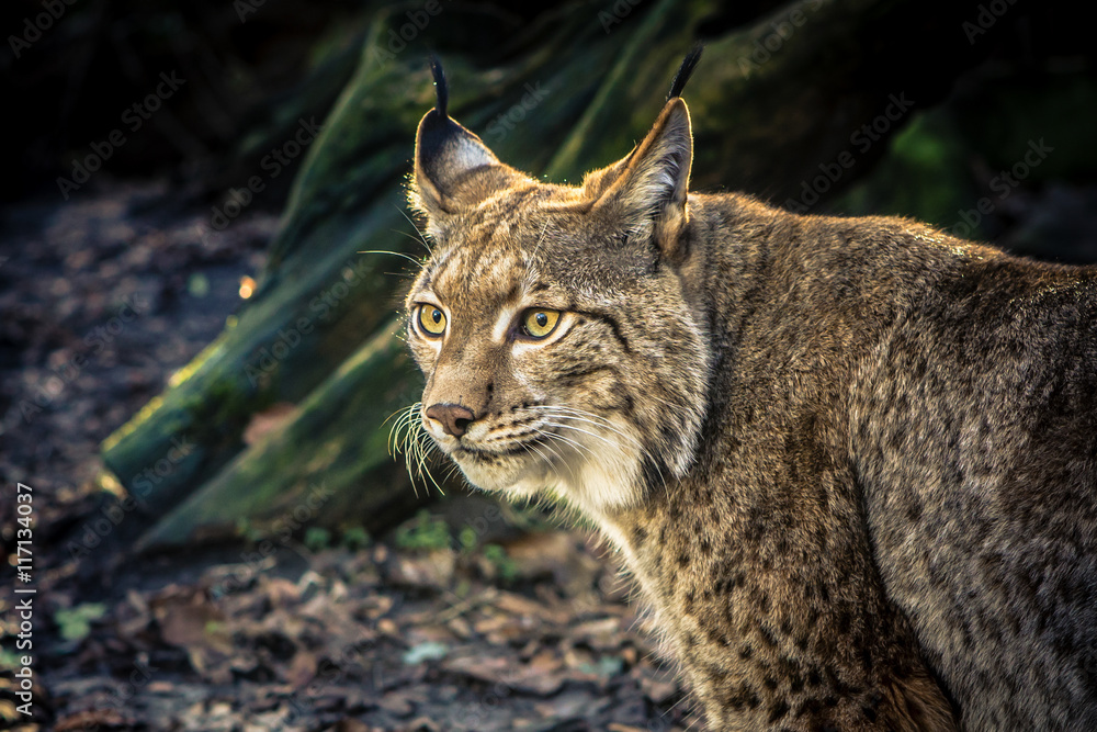 Obraz premium lynx staring