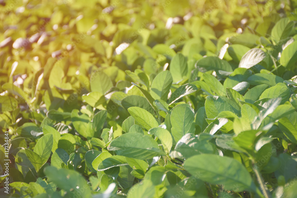 Green bush leaf background. Natural texture. Green bush leaf background. Natural texture.