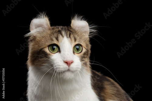 Closeup Portrait of Green Eyed American Curl Cat Breed with twisted Ears, on Black Isolated background, Front view