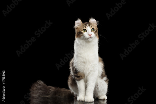 American Curl Cat Breed with twisted Ears, Sitting in front of Black Isolated background