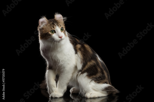 фотографія American Curl Cat Breed with twisted Ears, Sitting in front of Black Isolated ba