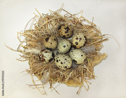 Nest and eggs.