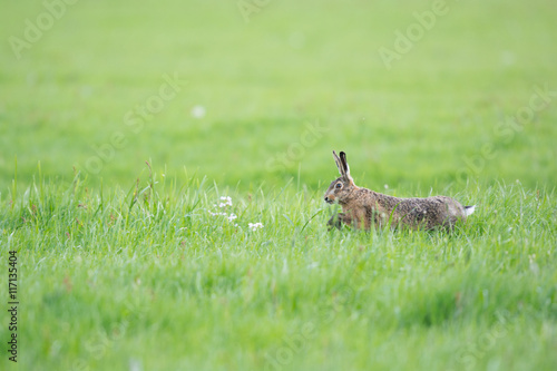 Running hare