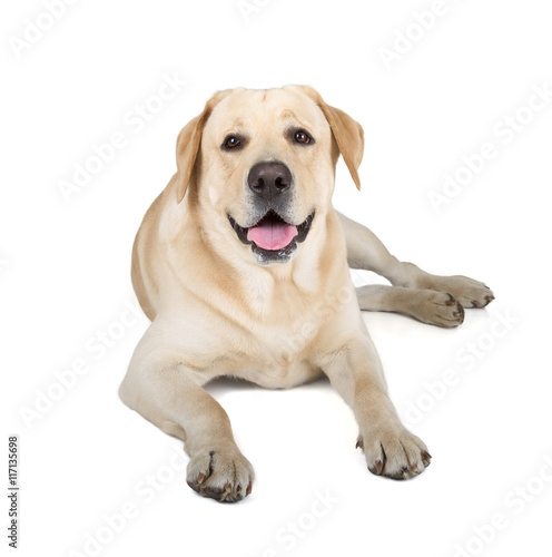 Yellow Labrador Retriever Smiling