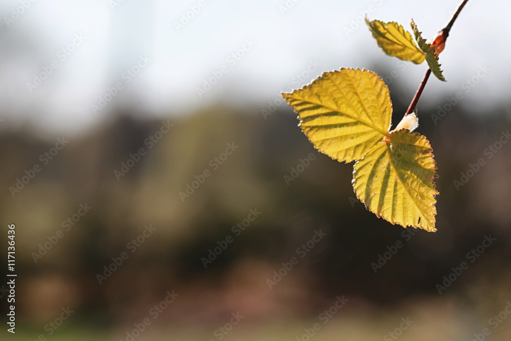 spring fresh leaves on a tree sunset spring fresh leaves on a tree sunset
