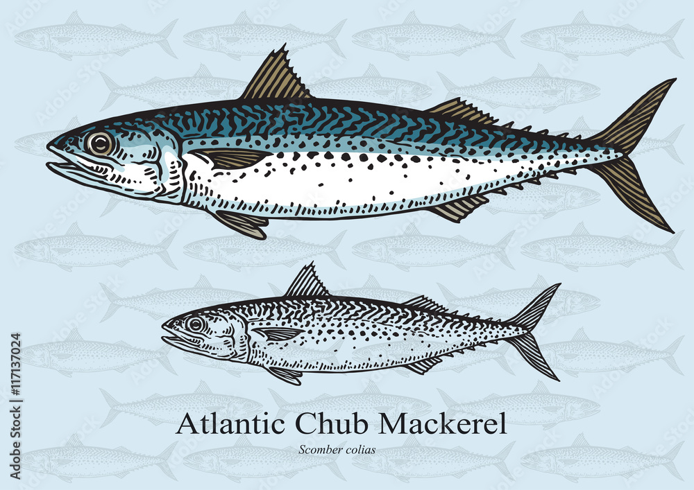 Atlantic Chub Mackerel Fish Stock Vector