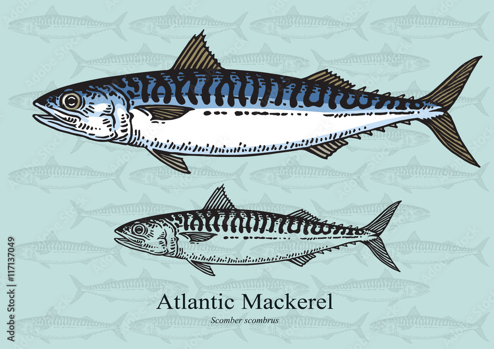Fototapeta premium Atlantic Mackerel Fish
