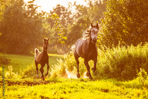 Horse and foal runs gallop in sunset rays
