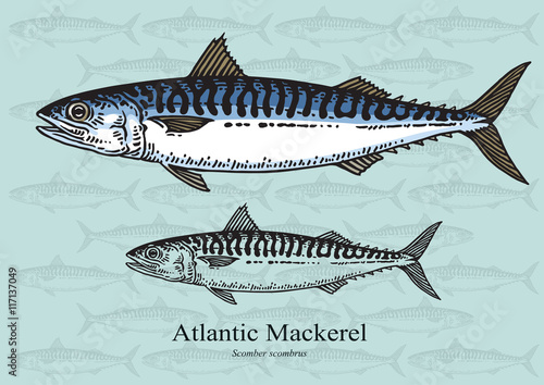 Atlantic Mackerel Fish photo