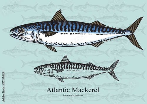 Atlantic Mackerel Fish