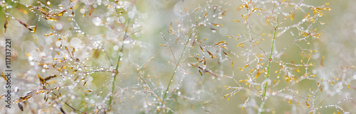 grass with dew drops - a beautiful bokeh background