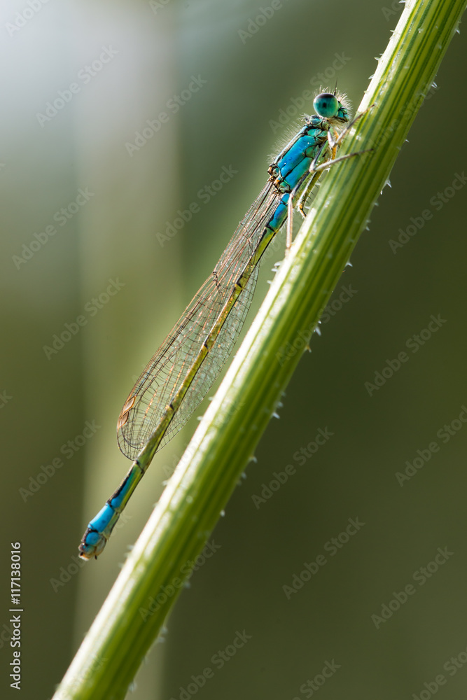 Erythromma lindenii Erythromma lindenii