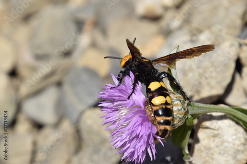 Megascolia maculata. The mammoth wasp. photo