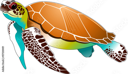 sea turtle