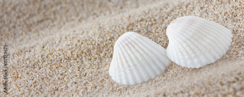 Zwei Muscheln im Sand