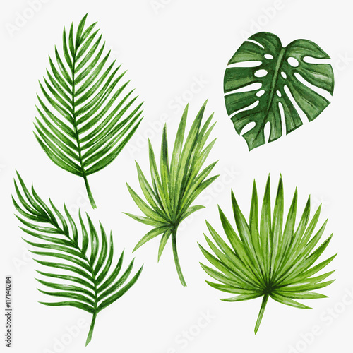 Akwarela tropikalnych liści palmowych. Ilustracji wektorowych.