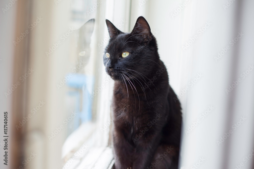 Black cat sitting in front of the window. Reflection of a cat in a window glass.