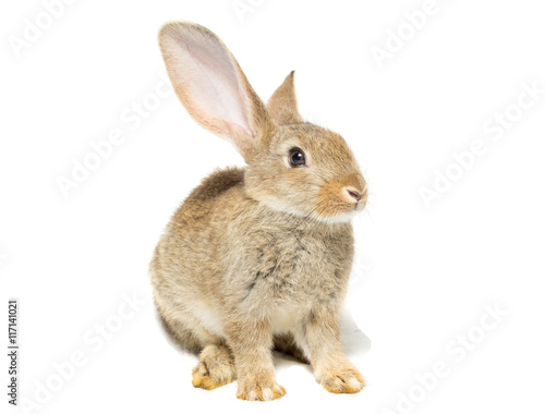 rabbit on a white background