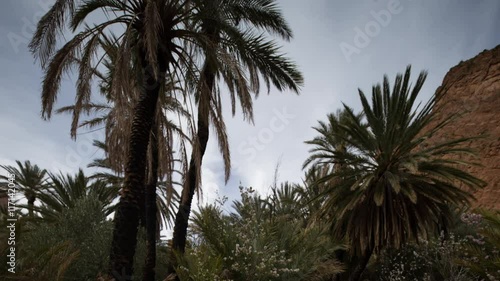 unique and beautiful palm tree oasis photo