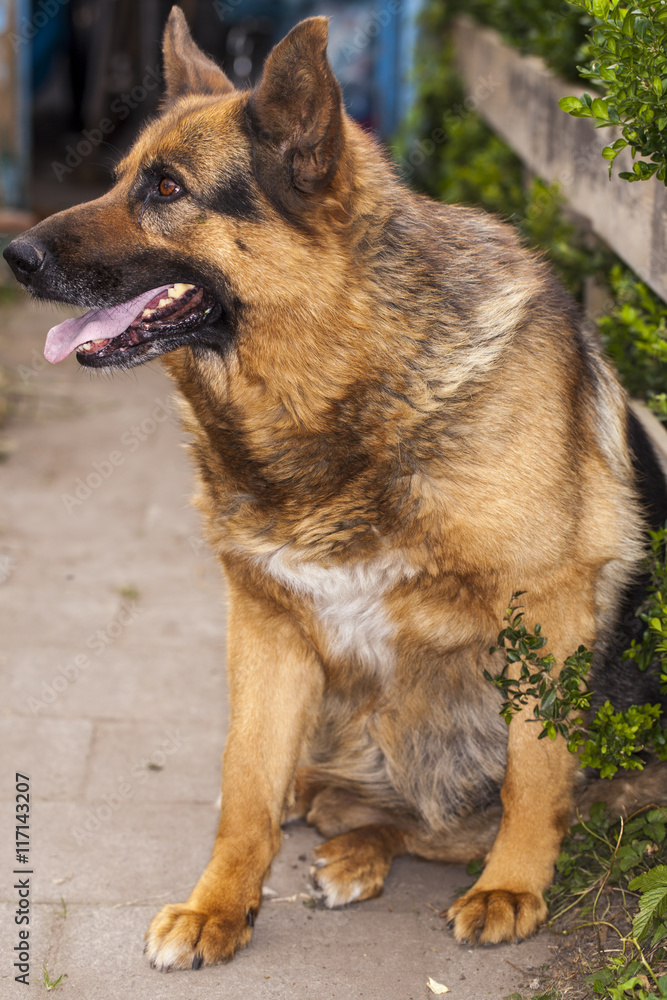 good guard dog, a German shepherd