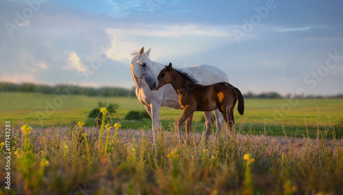 Foto white mare with red foal