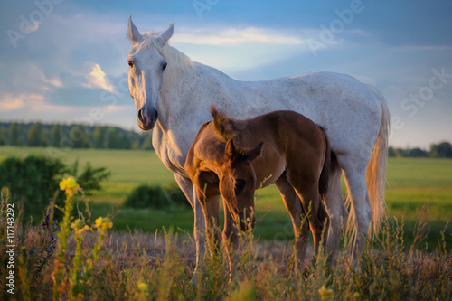 Fototapeta Naklejka Na Ścianę i Meble -  white mare with red foal stay on the field on summer