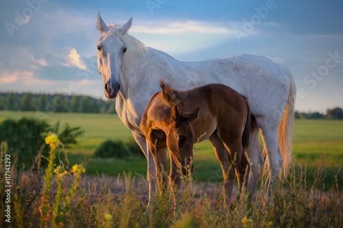 white mare with red foal stay on the field on summer