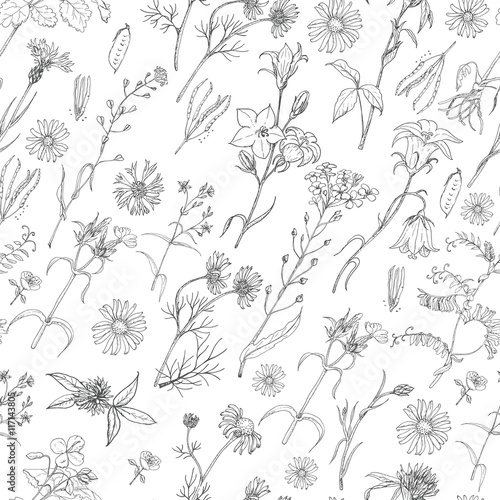 Seamless pattern with herbs and wild flowers