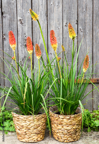 Kniphofia or Red Hot Poker Pants.