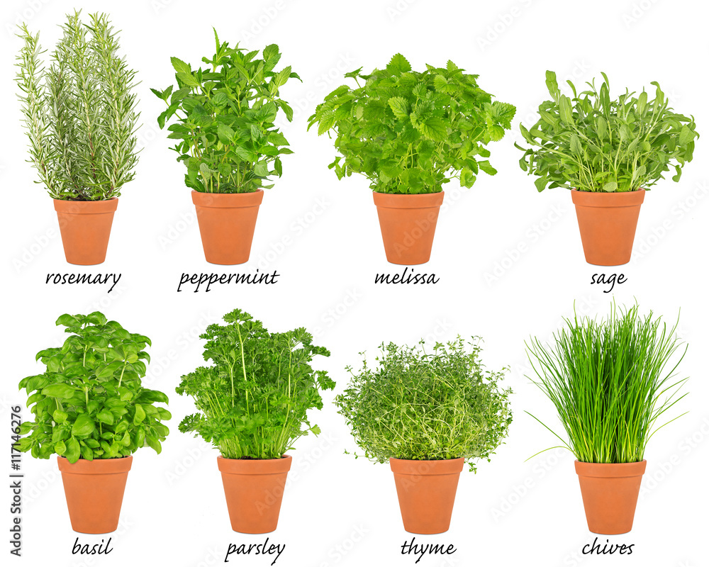 collection set of herbs in pots / Reihe von Küchenkräuter Kräuter Pflanzen  im Topf Stock Photo | Adobe Stock