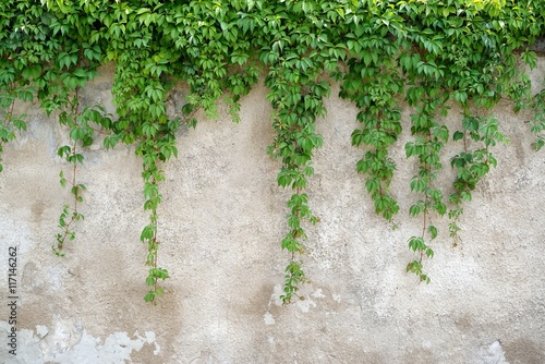 Climbing leaves on grey wall background