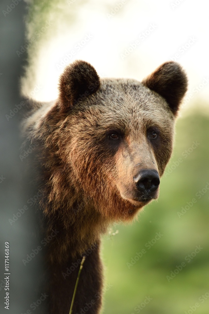 brown bear portrait in forest at sunset