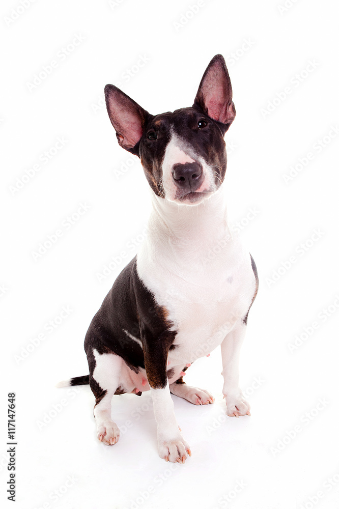 bull terrier watching the camera bull terrier watching the camera