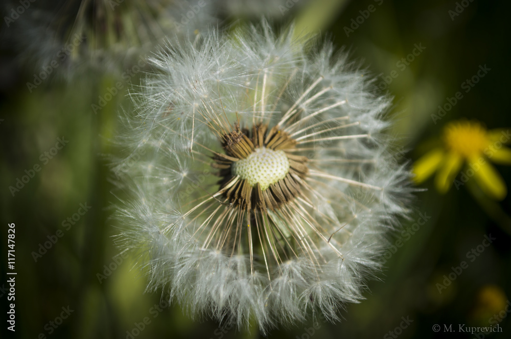 dandelion