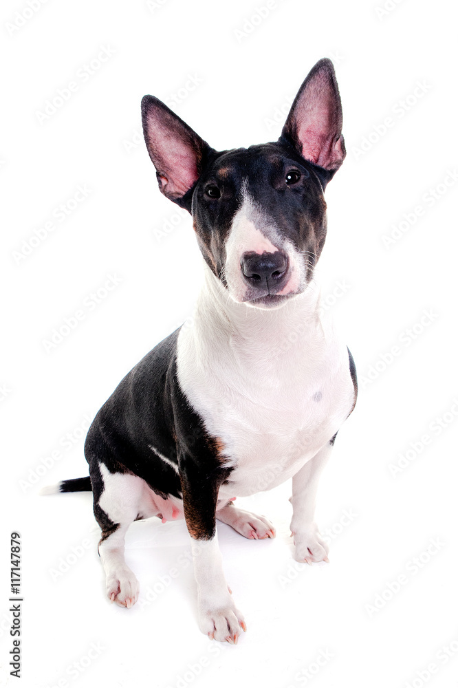 bull terrier female 