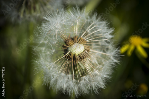 dandelion