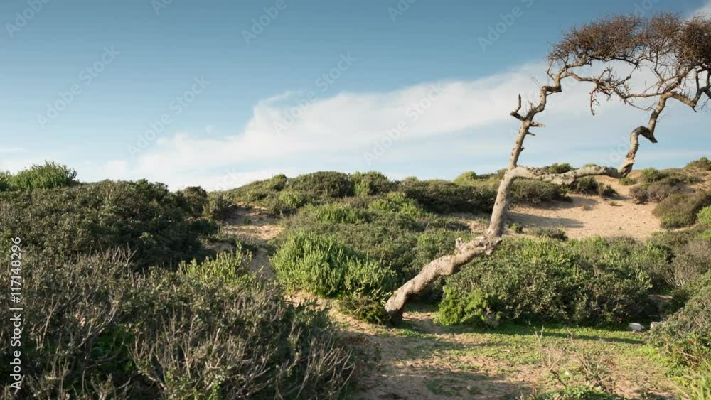 beach landscape with beautiful crooked tree