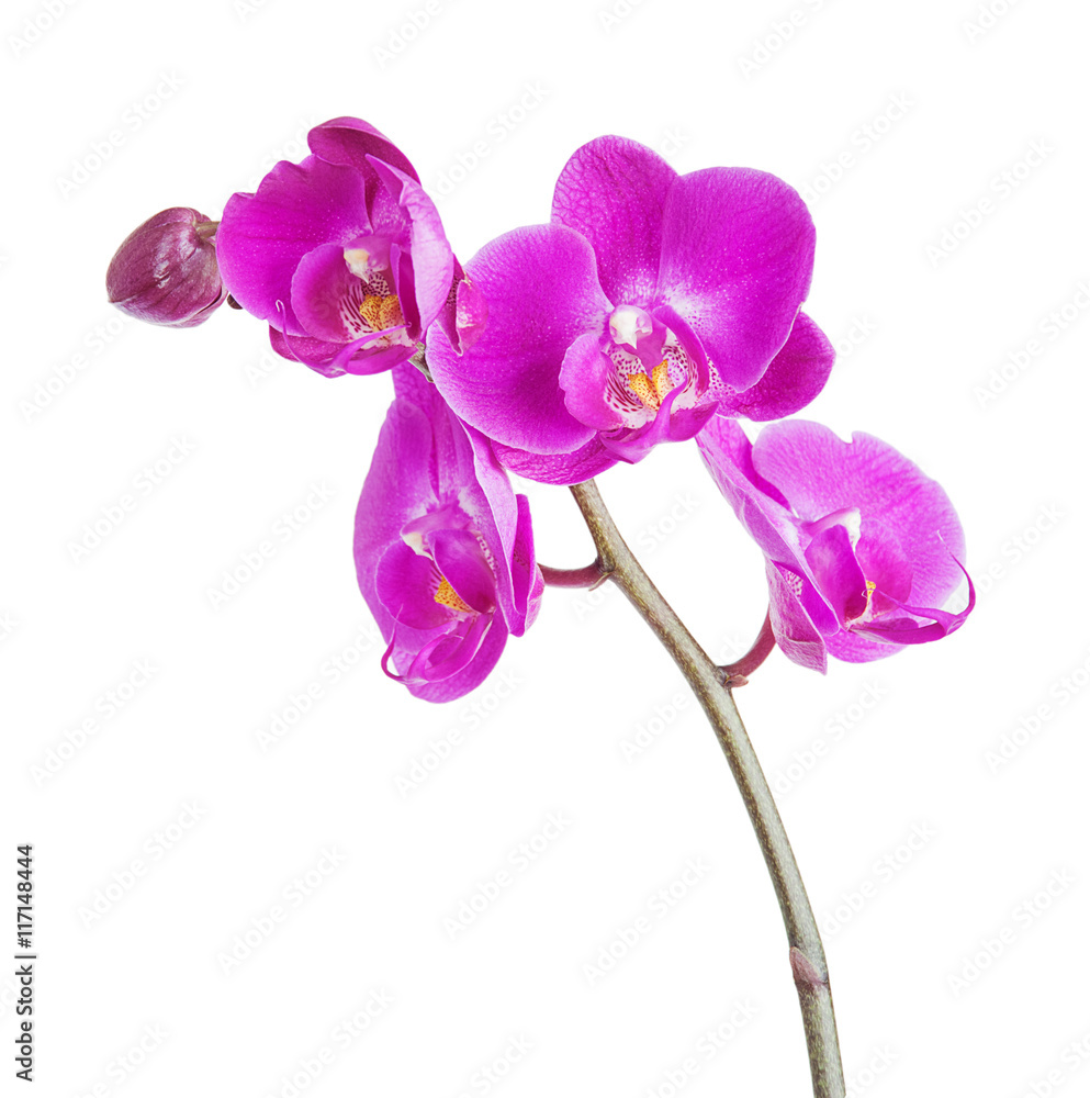 Pink orchid on a white background Pink orchid on a white background