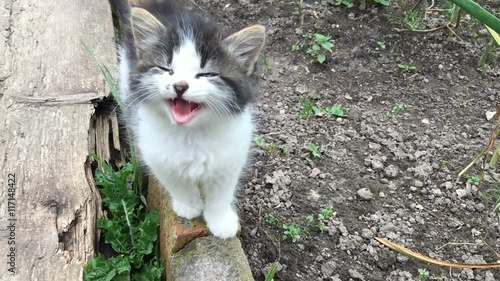 small fluffy kitten mewing