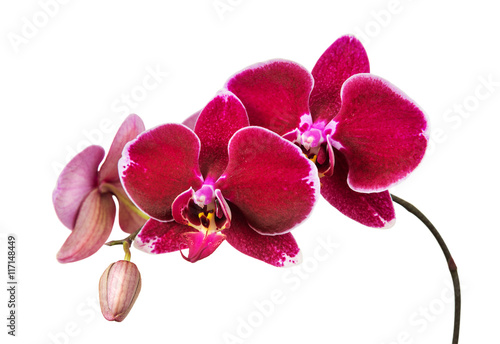 Fototapeta Naklejka Na Ścianę i Meble -  Red orchid on white background