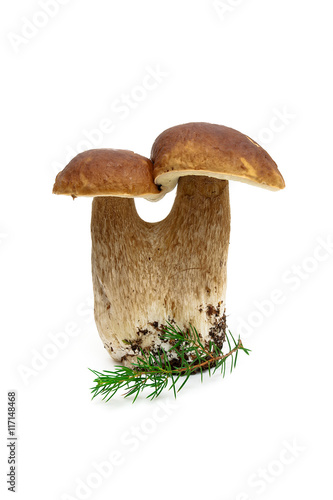 forest mushroom and fir branch isolated on white background