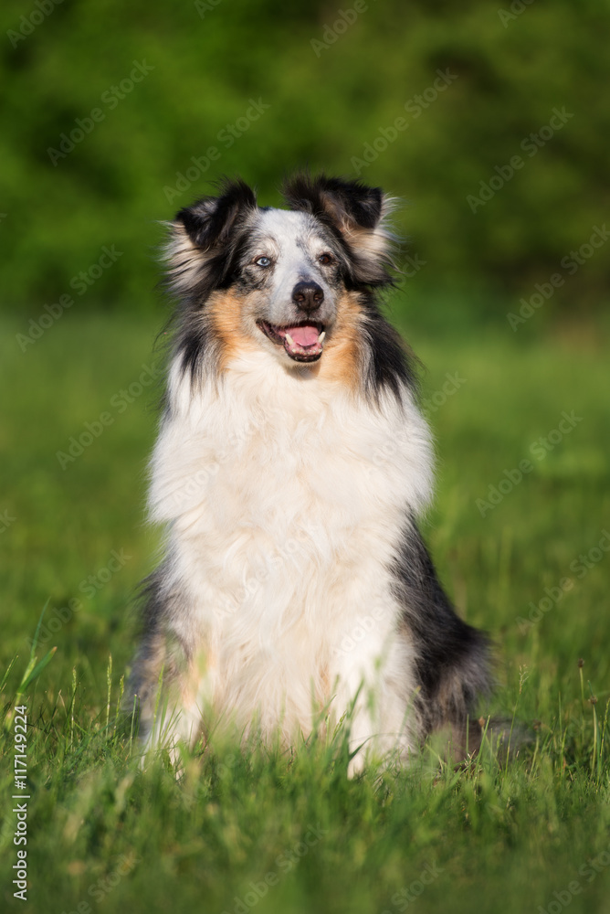 beautiful sheltie dog sitting outdoors in summer