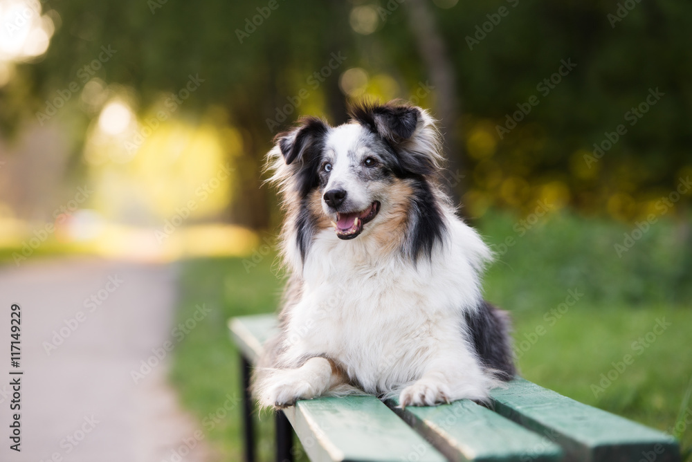 adorable sheltie dog lying down on a bench