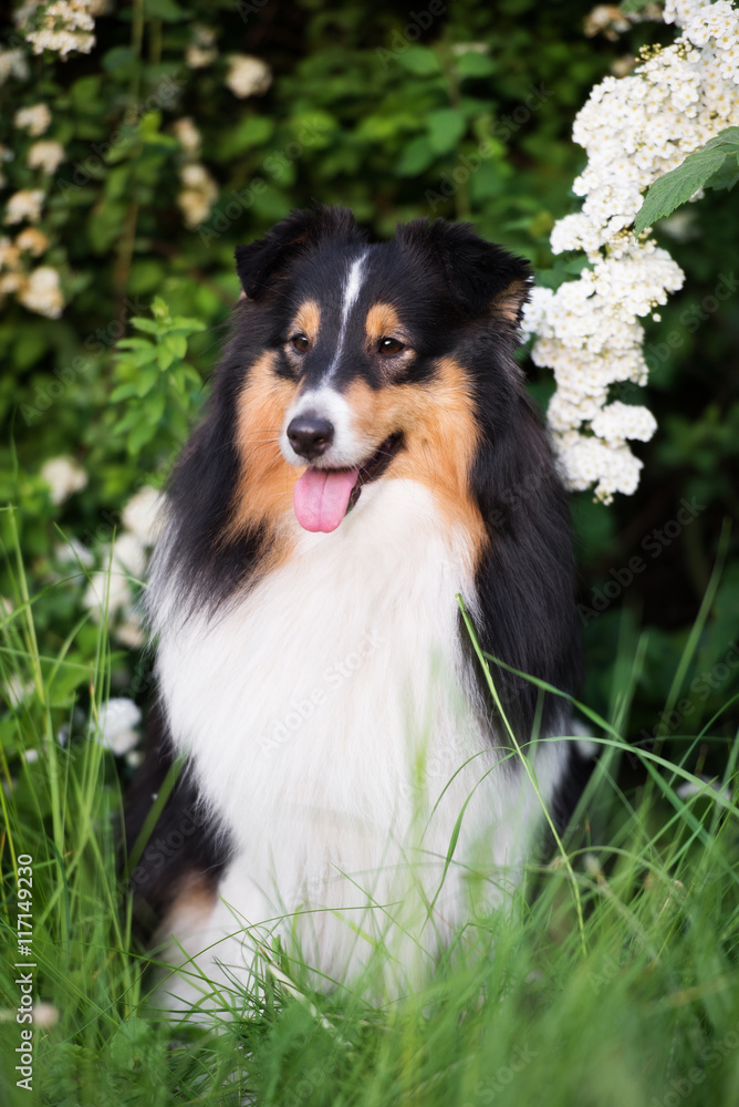 tricolor sheltie dog sitting on grass