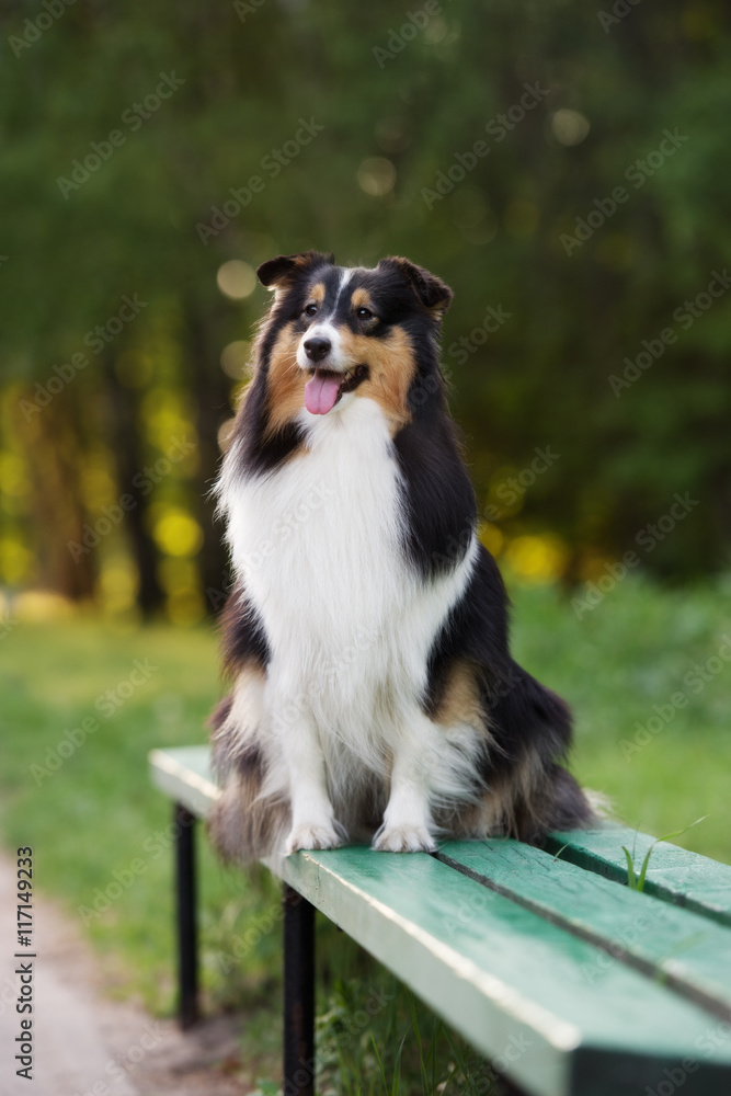 happy sheltie dog sitting on a bench