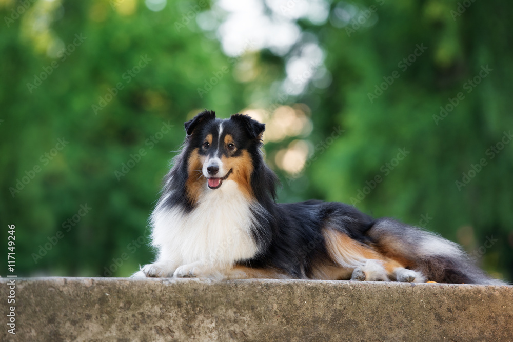 tricolor sheltie dog lying down outdoors