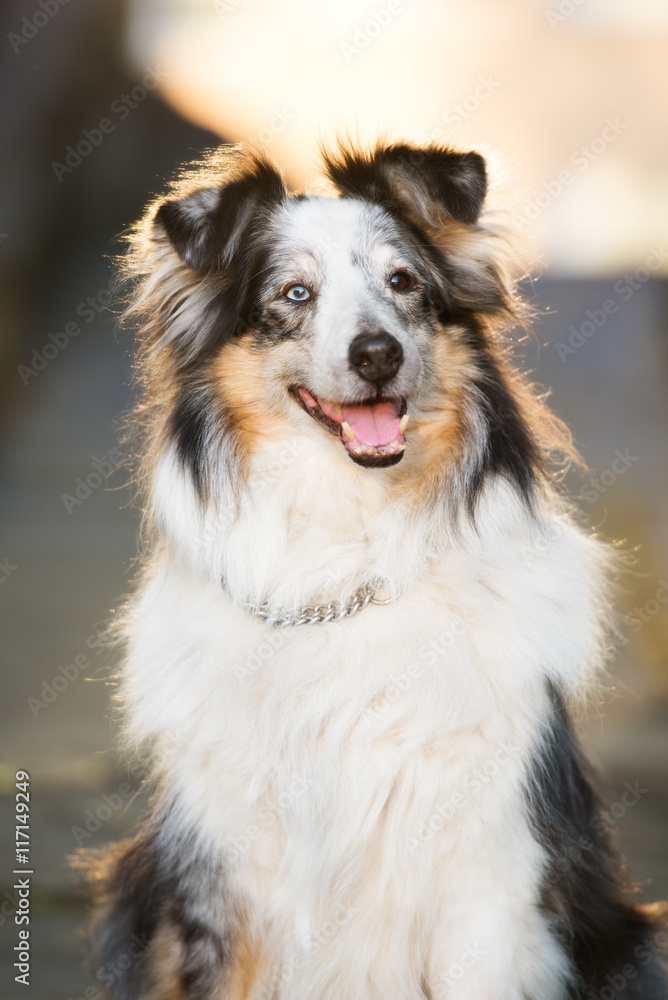 adorable sheltie dog portrait adorable sheltie dog portrait