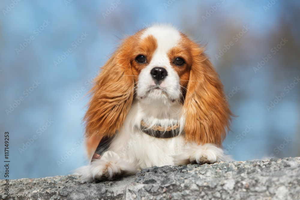adorable cavalier king charles spaniel dog lying down outdoors