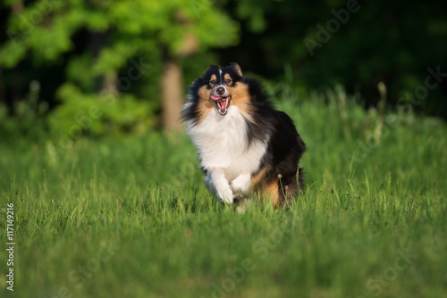 happy sheltie dog running on a field