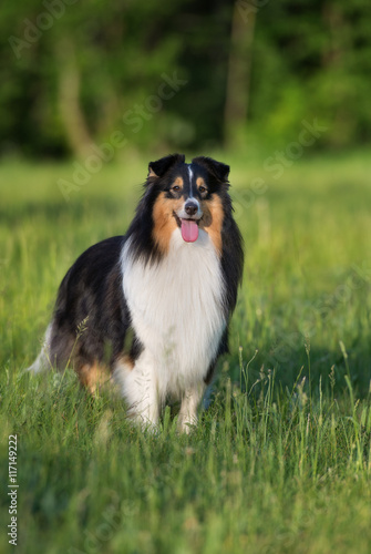 adorable sheltie dog standing outdoors